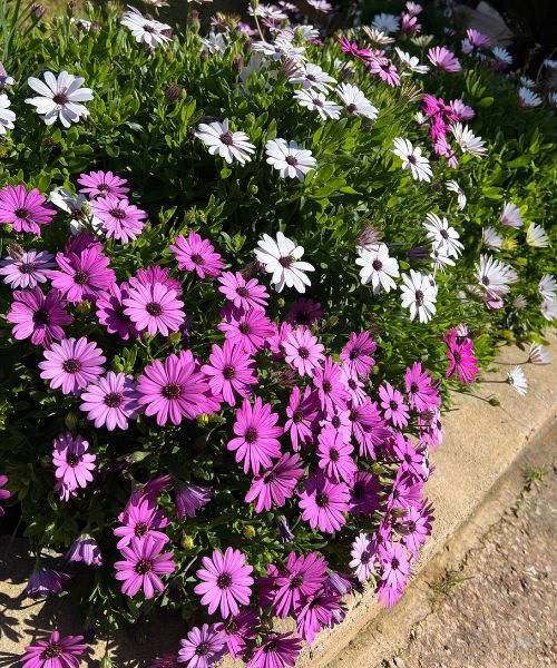 jardineria-ornamental-con-plantas-con-flor