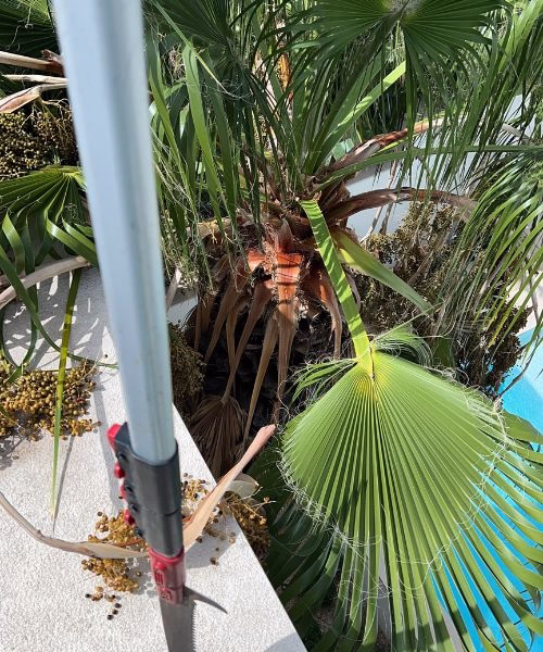 Mantenimiento jardines en viviendas