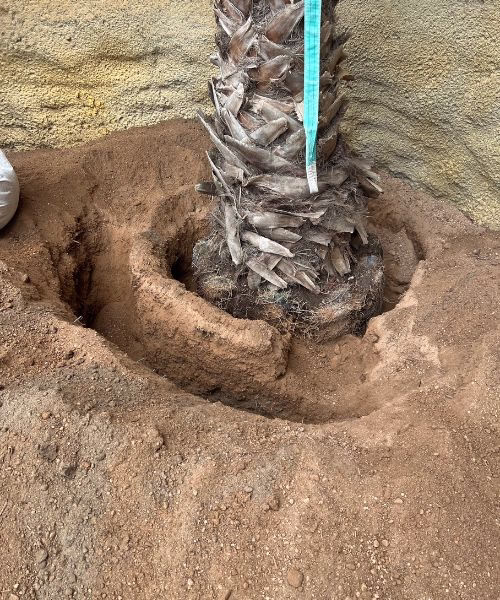 movimiento de palmeras