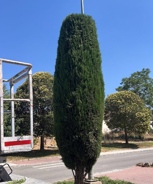 poda de cipreses
