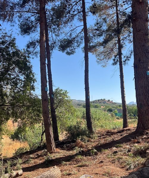 poda de arboles altos