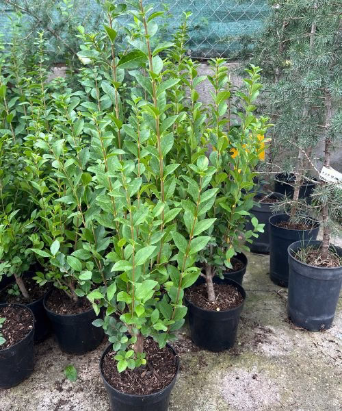 Vivero propio con nuestras propias plantas